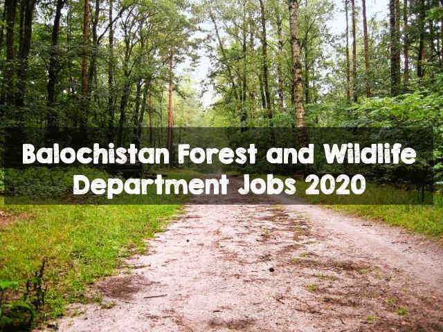 Forest and Wildlife Department Jobs 2020 in Balochistan, Quetta | Apply Now Forest and Wildlife Jobs